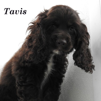 puppy, for, sale, Cocker Spaniel, Joe & Cherri  Overlease, dog, breeder, Miller, MO, dog-breeder, puppy-for-sale, forsale, nearby, find, puppyfind, locator, puppylocator, aca